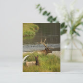 Yellowstone Mütter Postkarte (Stehend Vorderseite)