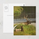 Yellowstone Mütter Postkarte (Vorne/Hinten)