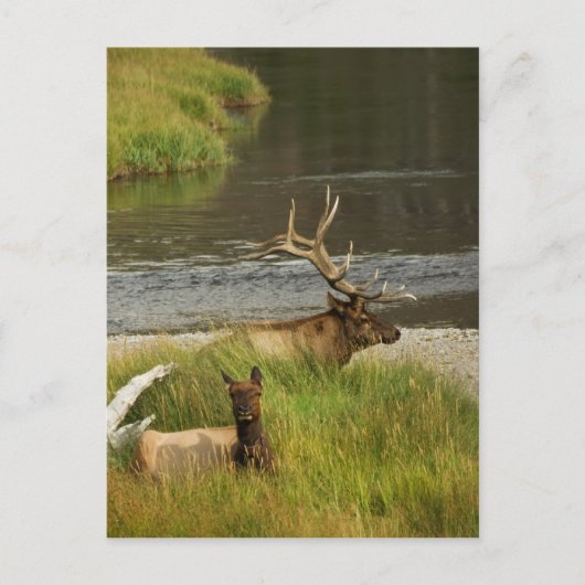 Yellowstone Mütter Postkarte (Vorderseite)