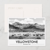 Yellowstone National Park Bison Black & White Postkarte (Vorne/Hinten)