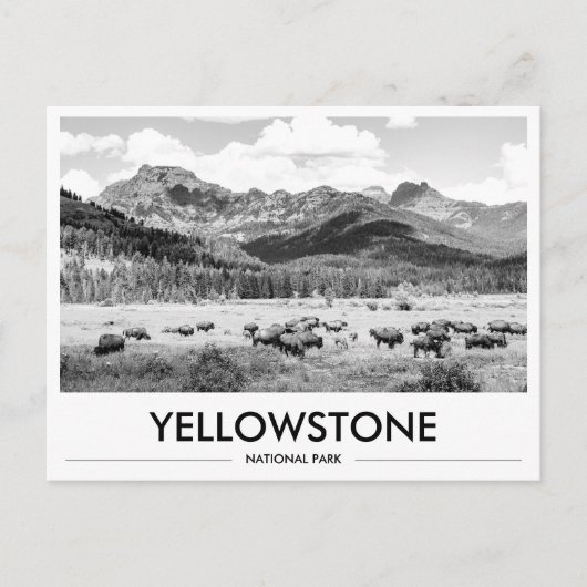 Yellowstone National Park Bison Black & White Postkarte (Vorderseite)