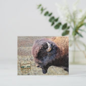 Yellowstone National Park Bison Postkarte (Stehend Vorderseite)