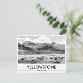 Yellowstone National Park Bison Schwarz & Weiß Postkarte (Stehend Vorderseite)