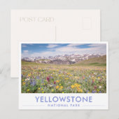 Yellowstone National Park Wildflowers Greeting Postkarte (Vorne/Hinten)