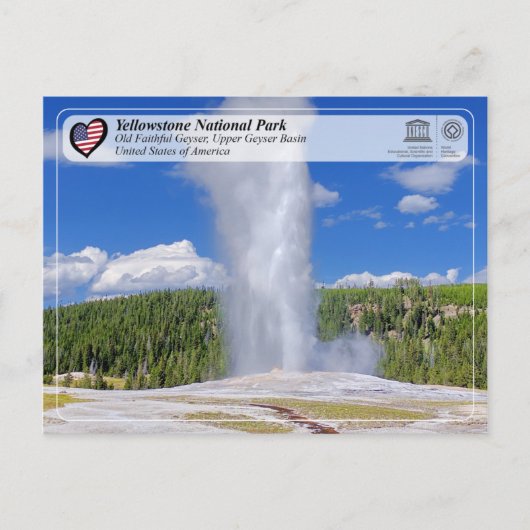 Yellowstone Nationalpark - Alter treuer Geyser Postkarte (Vorderseite)