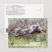 Yellowstone Nationalpark - American Badger Postkarte (Vorne/Hinten)