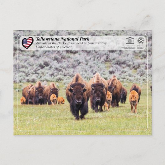 Yellowstone Nationalpark - American Bison Postkarte (Vorderseite)
