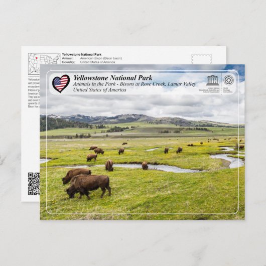 Yellowstone Nationalpark - American Bison Postkarte (Vorne/Hinten)