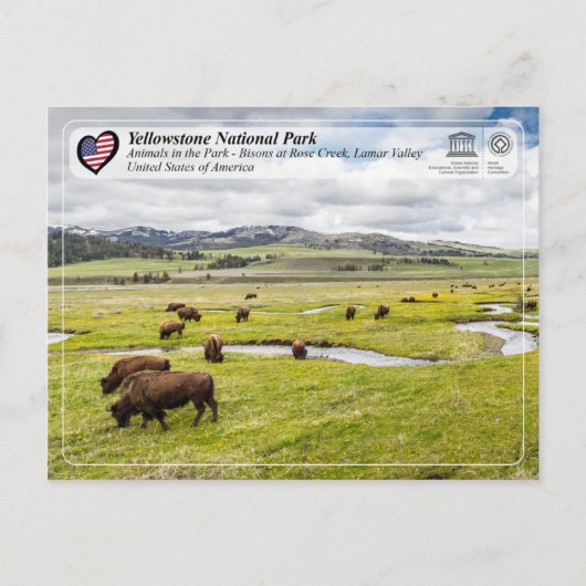 Yellowstone Nationalpark - American Bison Postkarte (Vorderseite)
