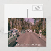 Yellowstone Nationalpark Bären Mitte des Jahrhunde Postkarte (Vorne/Hinten)