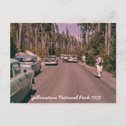 Yellowstone Nationalpark Bären Mitte des Jahrhunde Postkarte (Vorderseite)
