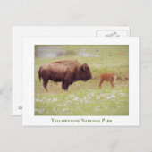 Yellowstone Nationalpark - Bison and Calf Postkarte (Vorne/Hinten)