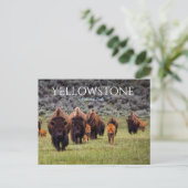 Yellowstone-Nationalpark Bison Büffel Postkarte (Stehend Vorderseite)