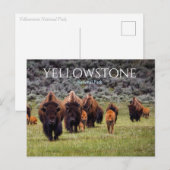 Yellowstone-Nationalpark Bison Büffel Postkarte (Vorne/Hinten)