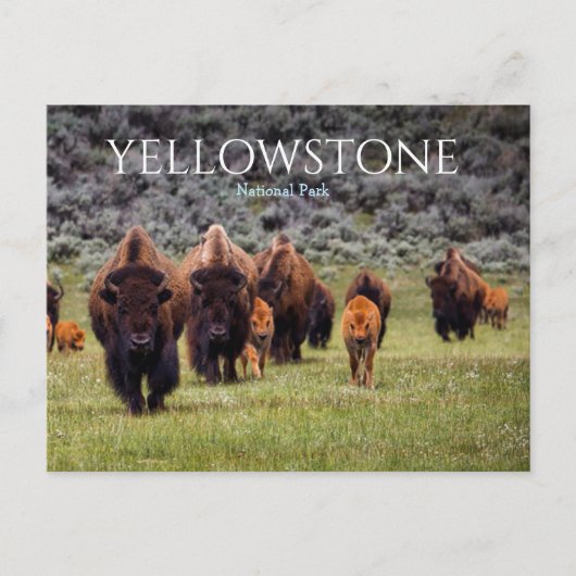 Yellowstone-Nationalpark Bison Büffel Postkarte (Vorderseite)