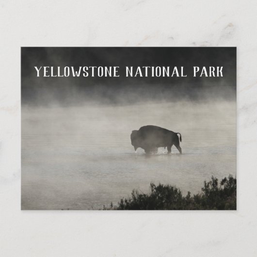 Yellowstone Nationalpark, Bison in Lake, Wyoming Postkarte (Vorderseite)
