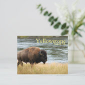 Yellowstone Nationalpark, Bison Postcard Postkarte (Stehend Vorderseite)