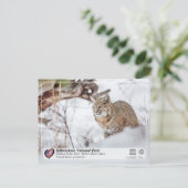 Yellowstone Nationalpark - Bobcat Postkarte (Stehend Vorderseite)