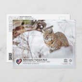 Yellowstone Nationalpark - Bobcat Postkarte (Vorne/Hinten)