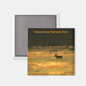 Yellowstone Nationalpark Bull Moose Magnet (Vorderseite/Rückseite)