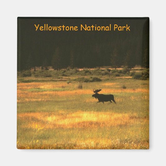 Yellowstone Nationalpark Bull Moose Magnet (Vorne)