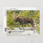 Yellowstone Nationalpark - Elch Postkarte (Vorne/Hinten)