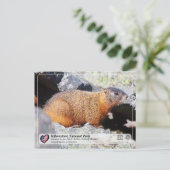 Yellowstone-Nationalpark - Gelbbbaucher-Marmot Postkarte (Stehend Vorderseite)