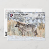 Yellowstone Nationalpark - Grauer Wolf Postkarte (Vorne/Hinten)