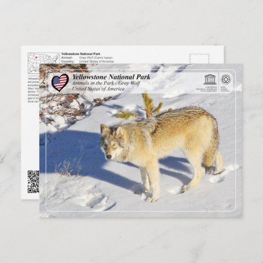 Yellowstone Nationalpark - Grauer Wolf Postkarte (Vorne/Hinten)