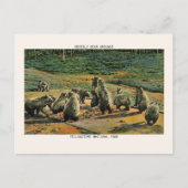 Yellowstone Nationalpark Grizzly Bären Grounds Postkarte (Vorderseite)