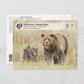 Yellowstone Nationalpark - Grizzly Bear Postkarte (Vorne/Hinten)