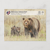 Yellowstone Nationalpark - Grizzly Bear Postkarte (Vorderseite)