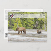 Yellowstone Nationalpark - Grizzly Bear Postkarte (Vorne/Hinten)