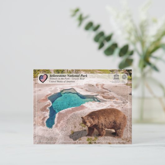 Yellowstone Nationalpark - Grizzly Bear Postkarte (Stehend Vorderseite)