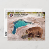 Yellowstone Nationalpark - Grizzly Bear Postkarte (Vorne/Hinten)