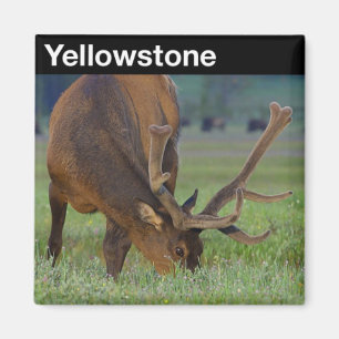 Yellowstone Nationalpark Magnet