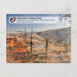 Yellowstone Nationalpark - Mammoth Hot Springs Postkarte