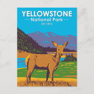Yellowstone Nationalpark Maultierhirsch Vintage Postkarte