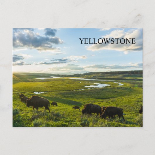 Yellowstone Nationalpark Postcard Postkarte (Vorderseite)