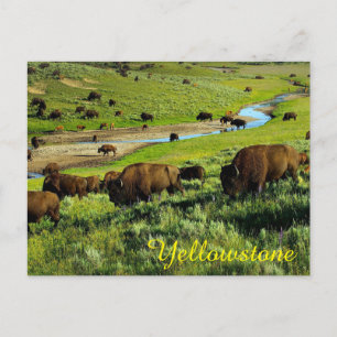 Yellowstone Nationalpark Postcard Postkarte