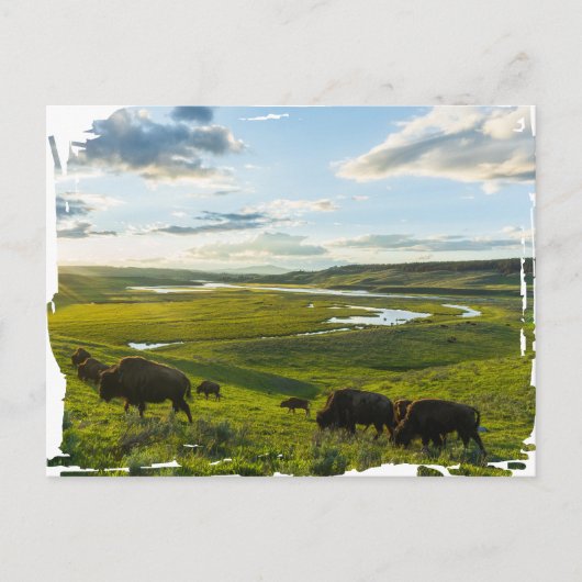 Yellowstone Nationalpark Postcard Postkarte (Vorderseite)