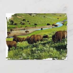 Yellowstone Nationalpark Postcard Postkarte
