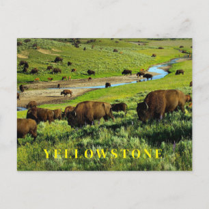 Yellowstone Nationalpark Postcard Postkarte