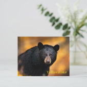Yellowstone Nationalpark Postcard Postkarte (Stehend Vorderseite)