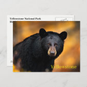 Yellowstone Nationalpark Postcard Postkarte (Vorne/Hinten)