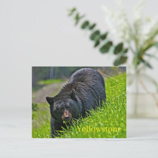 Yellowstone Nationalpark Postcard Postkarte (Stehend Vorderseite)