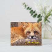 Yellowstone Nationalpark Postcard Postkarte (Stehend Vorderseite)