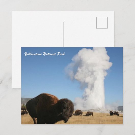Yellowstone-Nationalpark Postkarte (Vorne/Hinten)