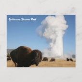 Yellowstone-Nationalpark Postkarte (Vorderseite)