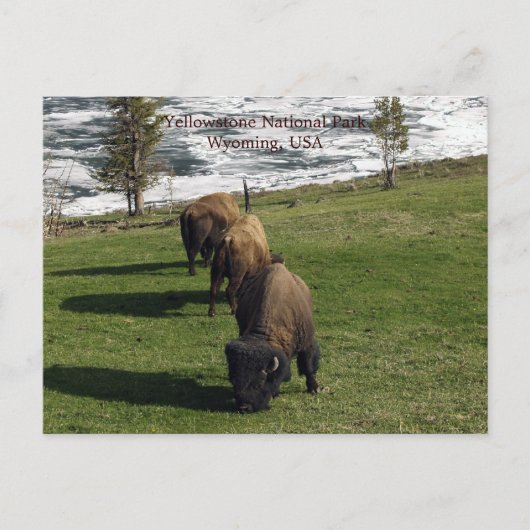 Yellowstone Nationalpark Postkarten Bison Winter (Vorderseite)